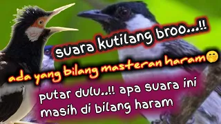 suara kutilang full isian mantap buat masteran jalak suren u0026 semua burung kicau 