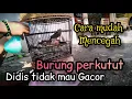 Download Lagu Coba Cara ini pasti burung akan Gacor  ❗ simak tayanganya sampai selesai @mangoendjoyochannel8053