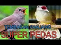 Download Lagu Masteran kapas tembak vs sikatan londo tembakan panjang super pedas