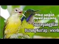 Download Lagu suara pikat panggilan burung korlap betina suara keras dan jernih