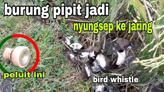 membantu petani menangkap burung pipit dengan menggunakan peluit jaring burung bird netting