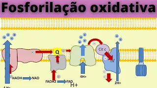 Fosforilação oxidativa e cadeia transportadora de elétrons - Fisiologia Humana