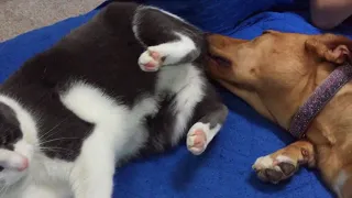 Dog Licks Cat Butt 