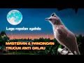 Download Lagu Inilah Burung Trucuk Gacor Ropelan Syahdu Untuk Masteran Dan Pancingan Trucukan Anti Galau