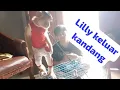 Download Lagu Waktunya Lilly keluar kandang