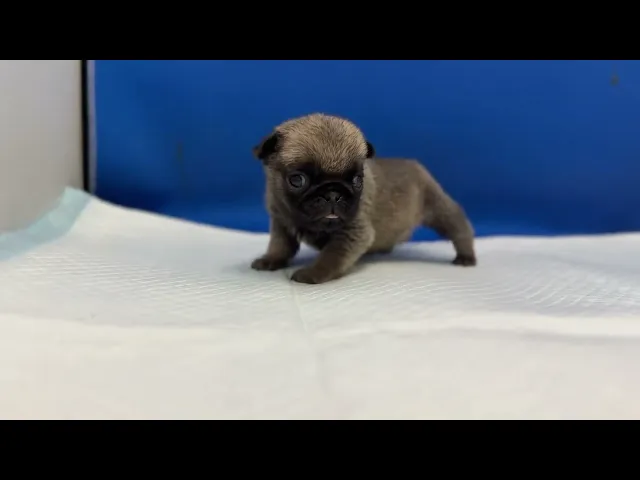 動画
