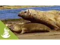 The heavy forced mating of the Elephant Seals