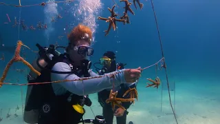 Coral Comeback?: What can we do?