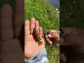 Download Lagu Tiny Rod Catches Tiny Fish!