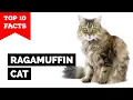 Ragamuffin Cat - TOP 10 FACTS