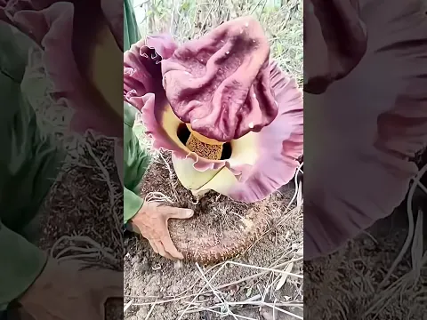 The Rare Giant Flower and Tuber Discovery