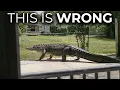 Alligators Are Turning Up Far North of Florida And Nobody Knows Why