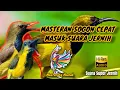 Download Lagu Masteran Sogok Ontong (SOGON) Suara Jernih Cepat Masuk #masteranjuara