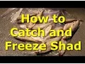 Download Lagu Catch shad with cast net and sonar - how to freeze shad.