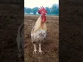 Download Lagu ayam jago kluruk berkokok #suara #gallos