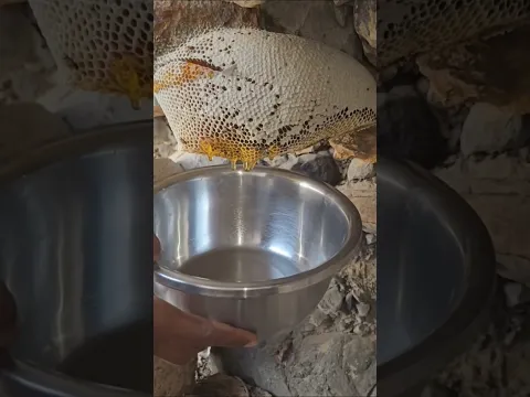 خلية عسل بوطويق من موسم السدر الحمدلله رزق طيب