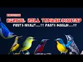 Download Lagu 🔥 Masteran Burcil Roll Tembak! Dijamin Nyaut \u0026 Masuk 100% 🔥