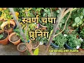 How to get more flowers on SWARNA CHAMPA Plant .फरवरी में champa plant  की करें prunning .