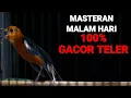Download Lagu Terapi ANIS MERAH malam hari GACOR TELER 100%ampuh buat DONGKRAK BIRAHI,