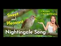 Download Lagu Amazing Nightingale Song at Night - Rufous Nightingale Singing in Forest (Luscinia Megarhynchos)