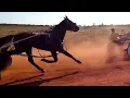 1. laiza 2.griego 3.paciencia. hipodromo de limeira.