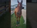 Big Dee s Tack and Vet Supply Country Pride Polos
