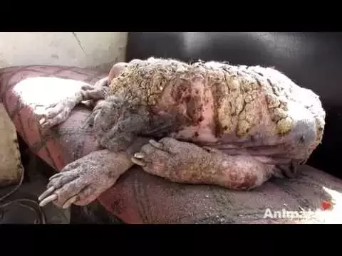 Awe-inspiring recovery of a dog turning to stone from mange.