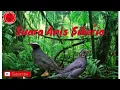 Lagu Suara Burung Anis Siberia dan Terapi Air