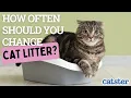 How Often Should I Change Cat Litter
