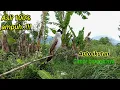 Download Lagu Suara burung Kutilang Gacor dan jernih memanggil lawan, alami tanpa isian !!!!