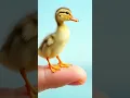 Download Lagu suara anak bebek 😍 #shortvideo #lewatberandayt #funny #gemesin #funny #funnyshorts