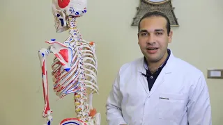 الفقرات القطنية دندنها