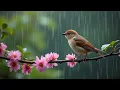 Download Lagu Relaxing Piano Music and Bird Songs | Beautiful Nature Ambience for Peaceful Mind