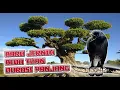 Download Lagu Guru Vokal Suara Decu Gacor (Kacer Mini) Untuk Masteran Kenari