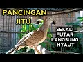 Download Lagu PANCINGAN JITU PERKUTUT BANGKOK MANAPUN LANGSUNG GACOR DENGAR PERKUTUT BANGKOK INI 