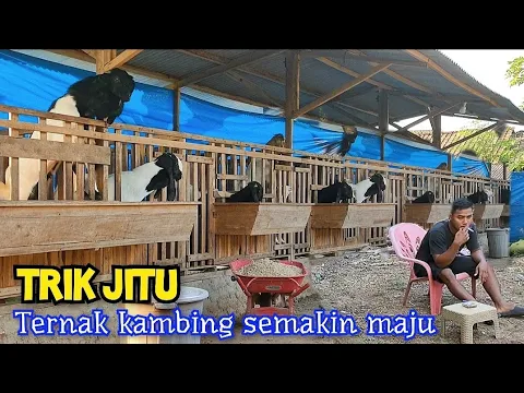 Keberhasilan Kini Mengiringi Dalam Usaha Ternak Kambing Yang Di Gelutinya