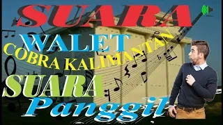 suara walet cobra kalimantan suara panggil