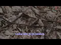 Download Lagu ISYFA'LANA LIRIK COVER SANTRI NJOSO (lirik video)