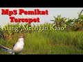 Download Lagu Mp3 Pikat Burung Ribut,Prenjak Alang²,Meongan,Kaso²