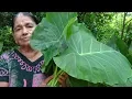 Download Lagu Healthy Foods / Cooking Green Taro Leaves in my Village by my Mom / Village Life