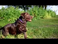 Field Stone kennels featured by MN Outdoors
