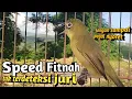 Kecial Kuning Speed Gesit Suara Pendek Super Gacor
