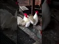 Download Lagu #103 - Suara Ayam Jago Kate Berkokok Gacor | Kokok Nyaring Si Kecil Pemberani! 🐔🔥