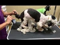 How to Groom a Shih Tzu full Groom Charlie