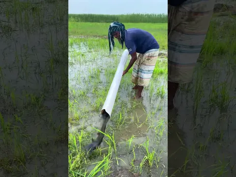 Wow amazing fishing - MR Fishing Life # #mrfishinglife #fishingvideos
