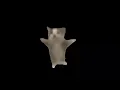 2024  meow cat iphone ringtone