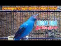 betina gacor Solusi paling ampuh bikin cucak biru jantan seketika bunyi