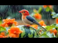 Download Lagu 🐦 The Most Beautiful Small Birds on Earth | Relaxing Birdsong 🌧️ Nature Sounds for Stress Relief 4K