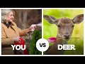 Keep Deer From Eating YOUR Plants Tested Several Deterrents Here s What Worked