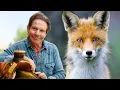 Dennis Quaid Presents Yellowstone s Smartest Scavengers Wolves Coyotes Red Foxes